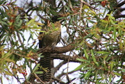 22nd Oct 2021 - Juvenile Eastern Koel - Stripes on the Front