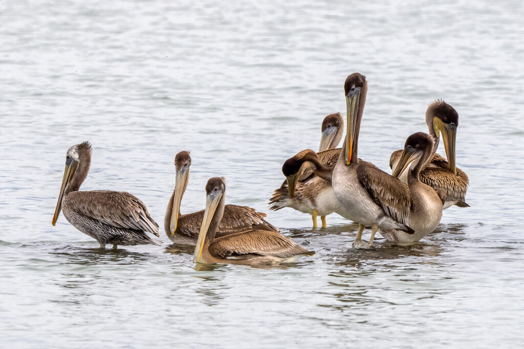 Pelicans by nicoleweg