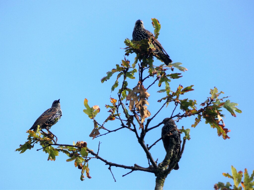 Starlings by julienne1