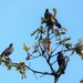 Starlings by julienne1