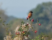21st Oct 2021 - Male Stonechat