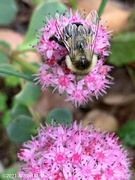 22nd Oct 2021 - Late Season Pollinator