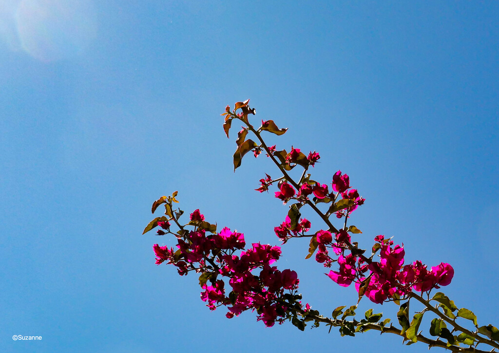 Bougainvillea by ankers70