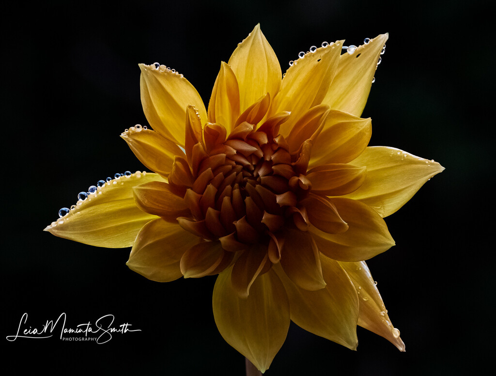 Golden dahlia by princessleia
