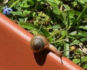 23rd Oct 2021 - Just A Snail ~ 