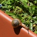 Just A Snail ~  by happysnaps