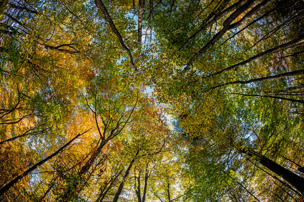 October Words - Trees by farmreporter