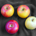 apples 3 by francoise