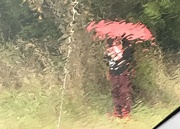 22nd Oct 2021 - Rain on the red umbrella 