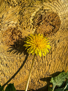 22nd Apr 2021 - Dandelion Shadows and Textures