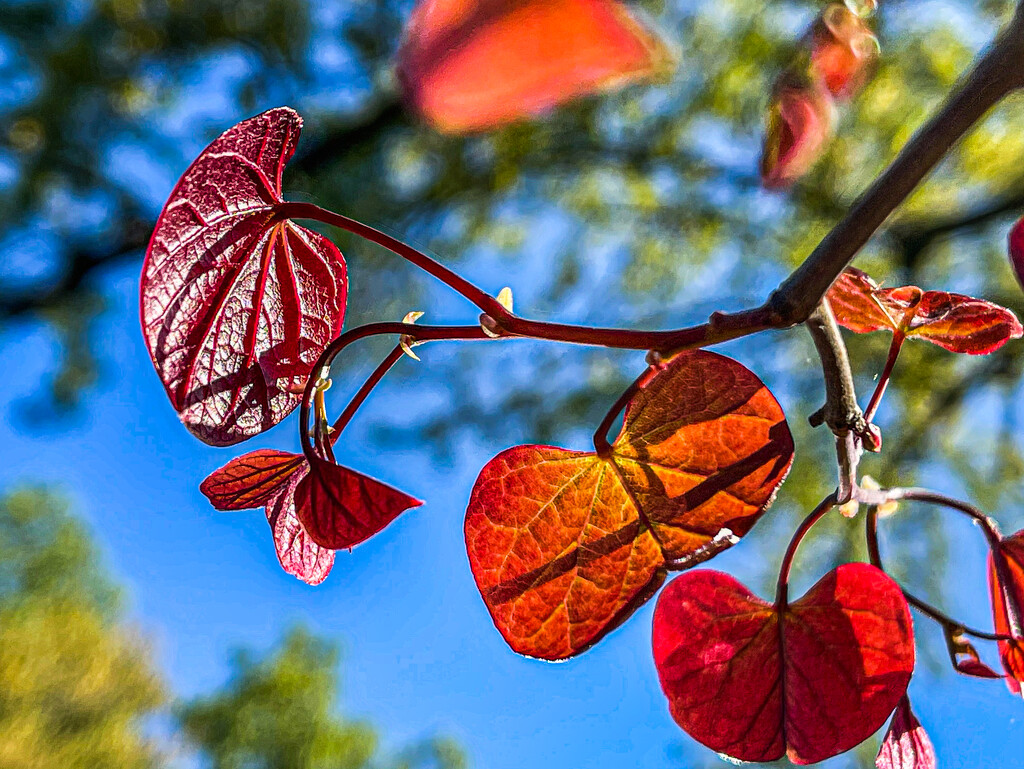 Glowing Redbud Leaves by jbritt