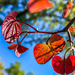 Glowing Redbud Leaves by jbritt
