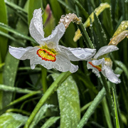 24th Apr 2021 - Wet Narcisus