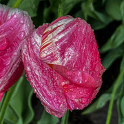25th Apr 2021 - Wet Tulips