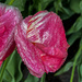 Wet Tulips by jbritt