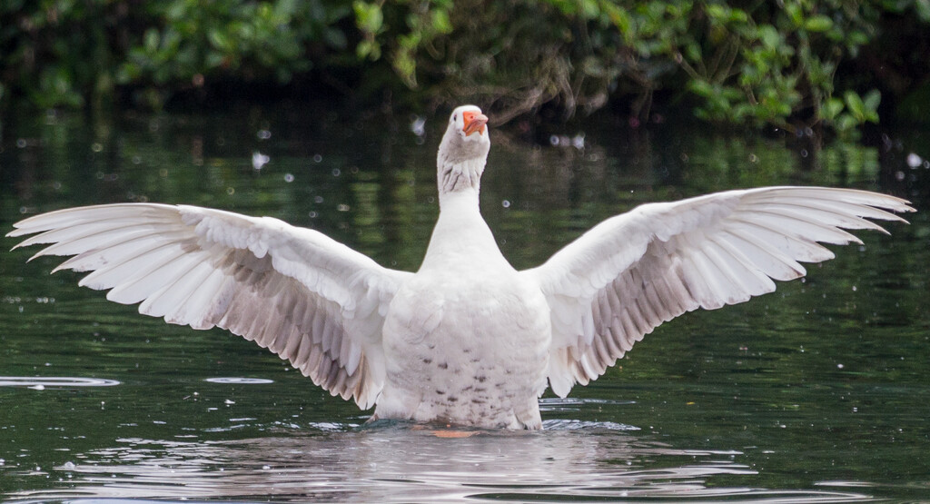 Goose all in a flap! by creative_shots