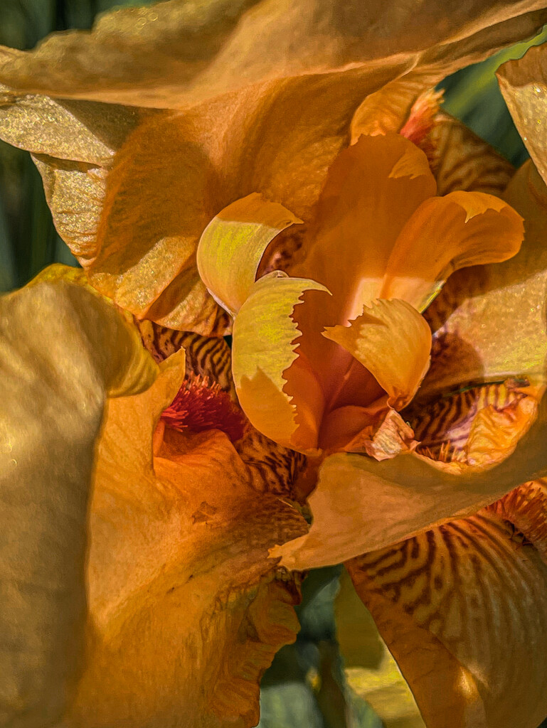 Orange Iris by jbritt