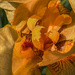 Orange Iris by jbritt