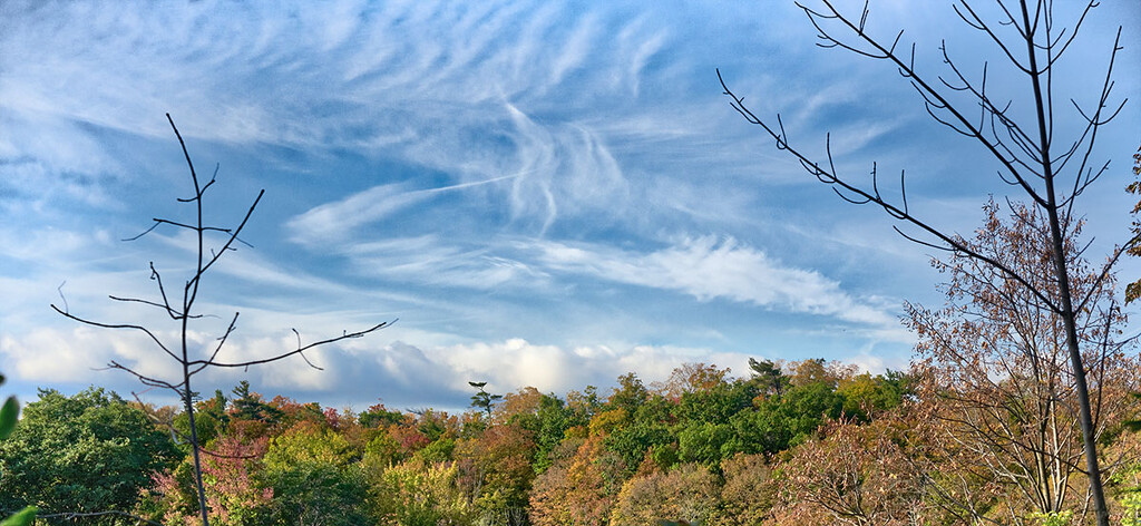 Fall Sky by gardencat