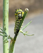 22nd Oct 2021 - Anise Swallowtail Caterpillar 