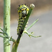 Anise Swallowtail Caterpillar  by nicoleweg