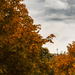 The Space Needle in Fall by tina_mac