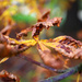 Autumn Leaves  by phil_sandford