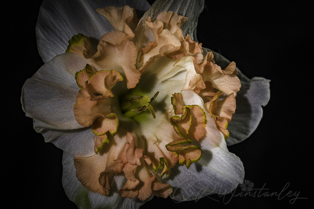 Daffodil by kipper1951