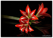 23rd Oct 2021 - Beautiful lilies