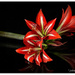 Beautiful lilies by julzmaioro