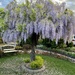 Wisteria  by nicolecampbell