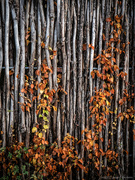 23rd Oct 2021 - Autumn leaves on a wooden fence