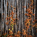 Autumn leaves on a wooden fence by helstor365