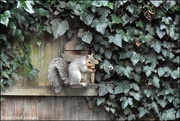 23rd Oct 2021 - Having his breakfast