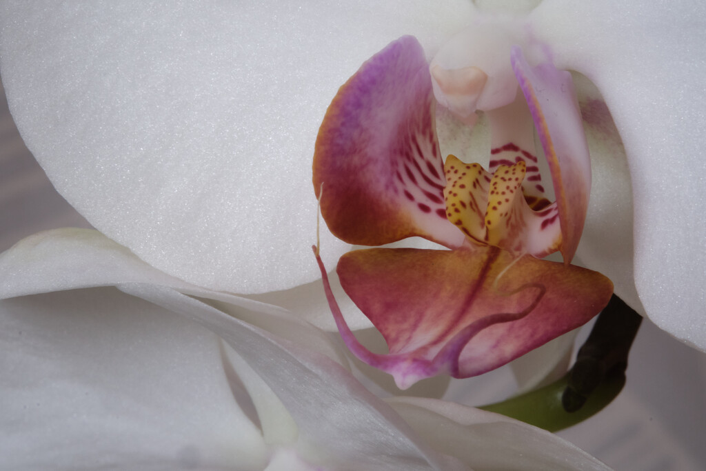 Orchid by kametty