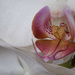 Orchid by kametty