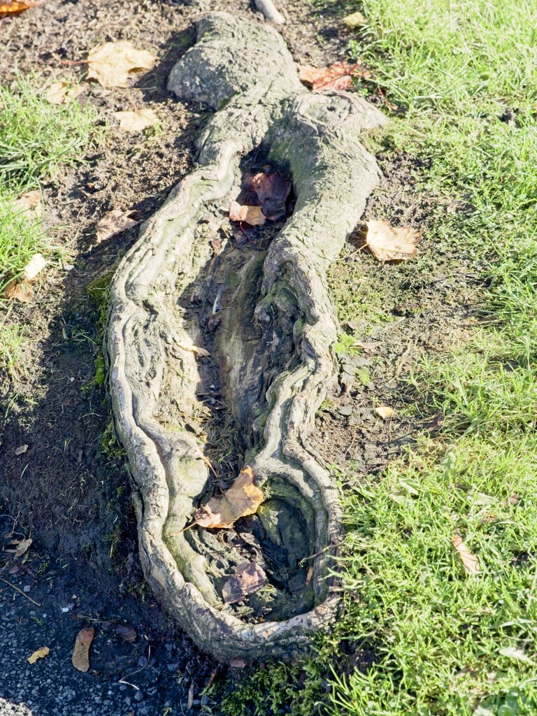 21Oct Well worn tree root by delboy207