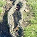 21Oct Well worn tree root by delboy207