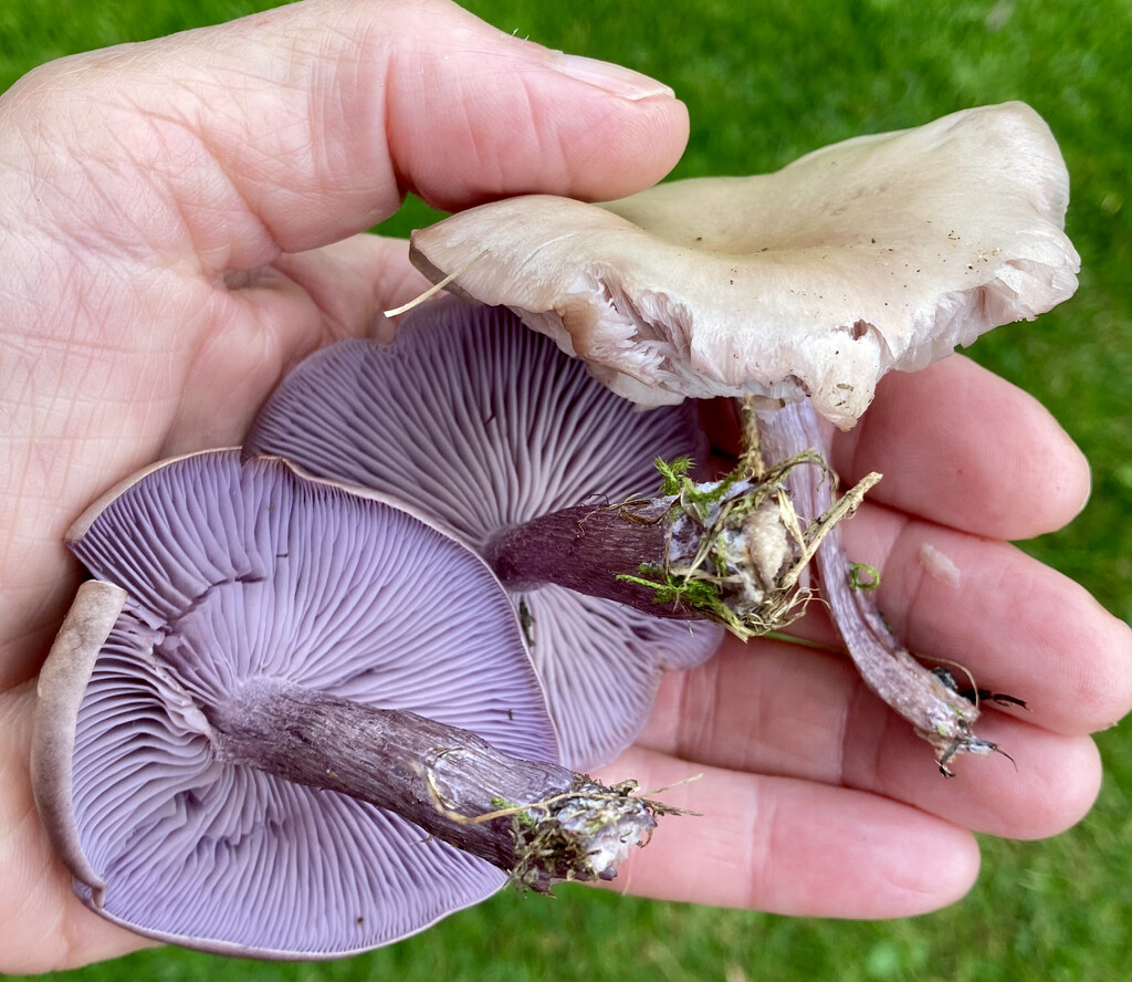 Blewits  by sianharrison
