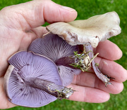 24th Oct 2021 - Blewits 