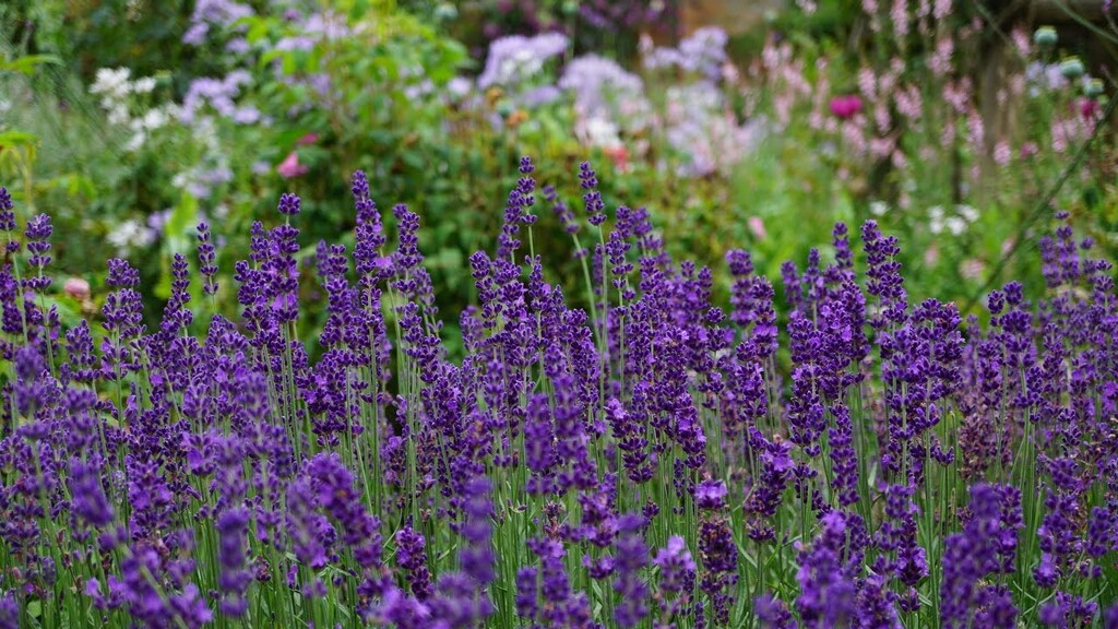 lavender in profusion by quietpurplehaze
