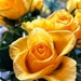 Roses sorry I have been missing for a few days. Have hurt my back and feeling sorry for myself! by denful