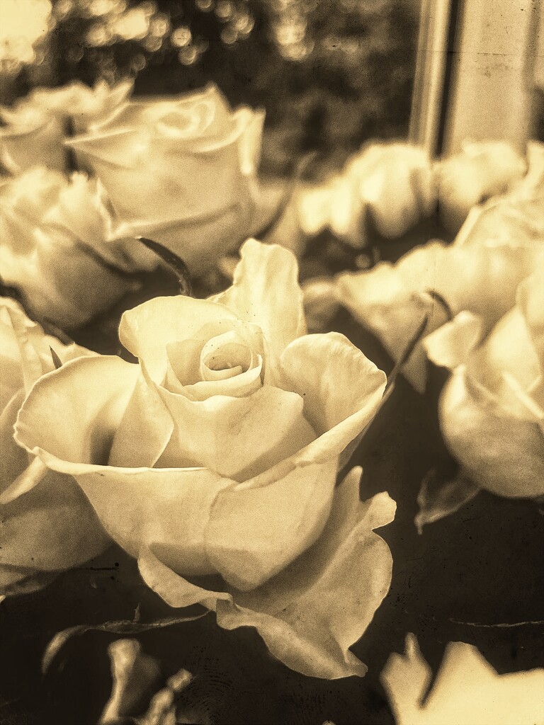 Film set roses by denful