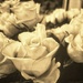 Film set roses by denful