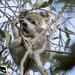 Little Luna by koalagardens