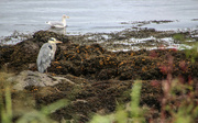 23rd Oct 2021 - The Unexpected Seagull