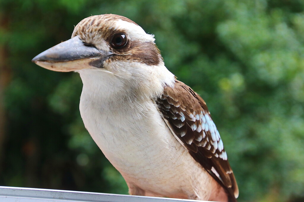 But Kooka - What a Great Big Beak You Have by terryliv