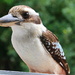 But Kooka - What a Great Big Beak You Have by terryliv