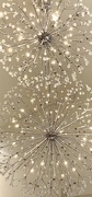 23rd Oct 2021 - Dandelion Sparkles
