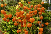 18th Oct 2021 - Chinese Lantern Seed hedads